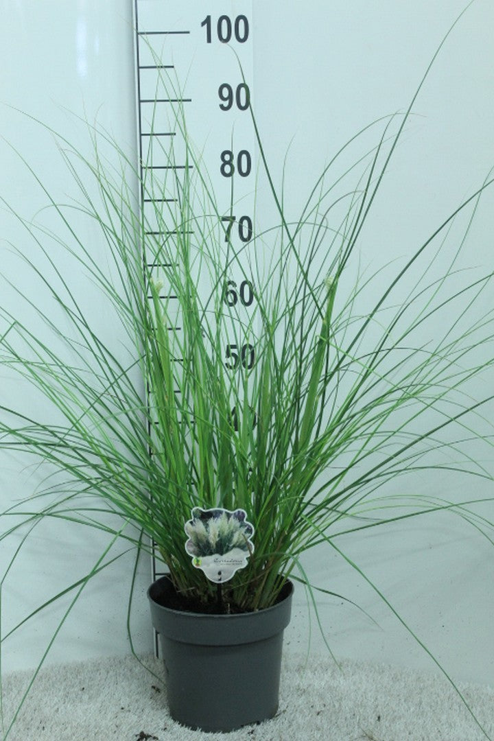 Cortaderia selloana 100cm 23cm Pot