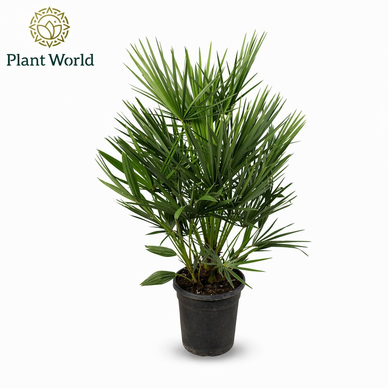 Chamaerops humilis 100cm 21cm Pot