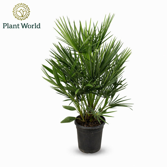 Chamaerops humilis 100cm 21cm Pot