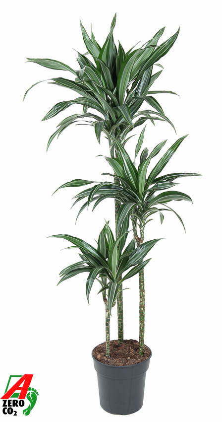 Ammerlaan Green Innovator Dracaena fragrans Ulises 90-60-30 Pack of 1