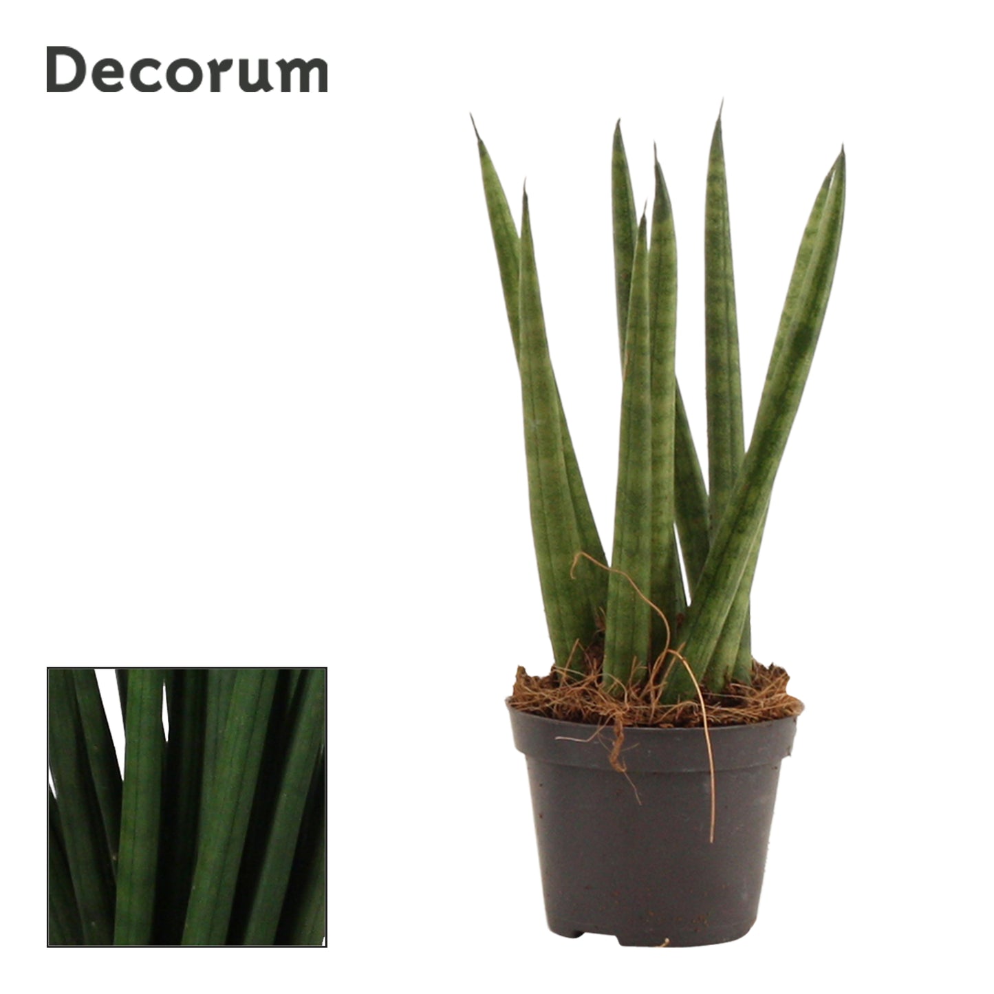 Sansevieria cylindrica spaghetti 16cm 6cm Pot