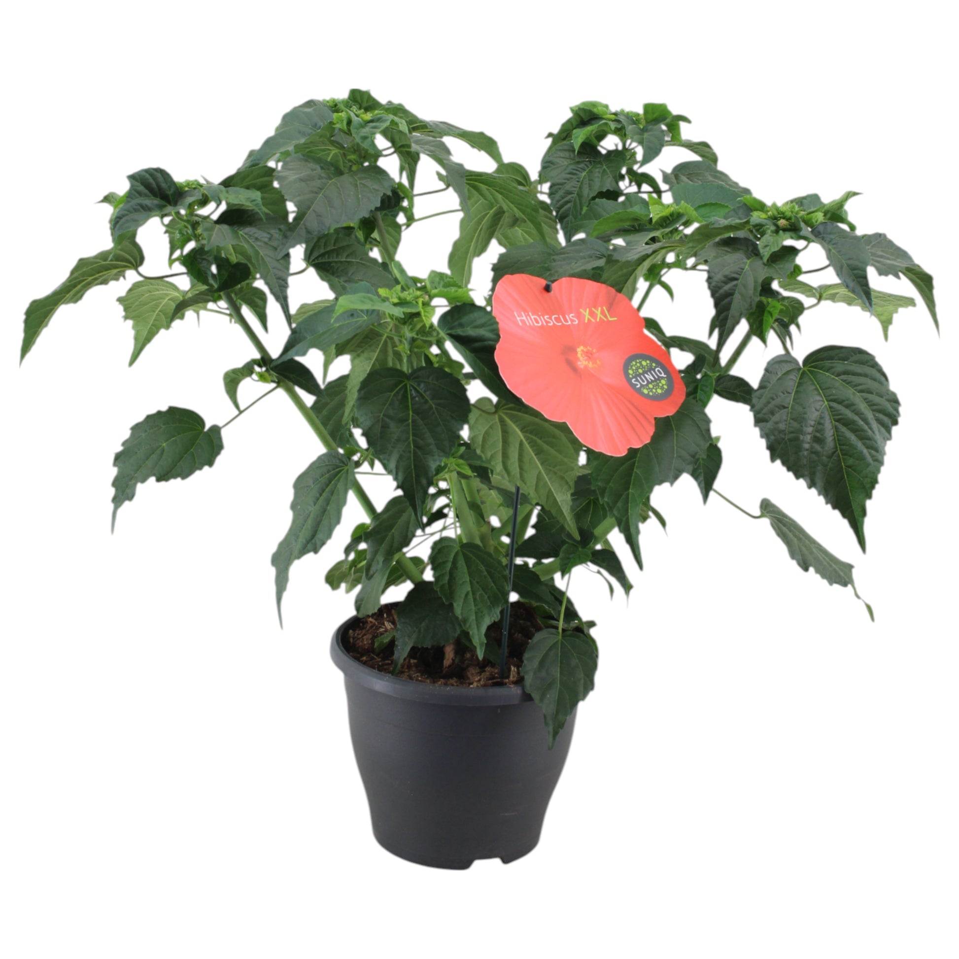 Hibiscus mos. Guido Oak Red 70cm 23cm Pot