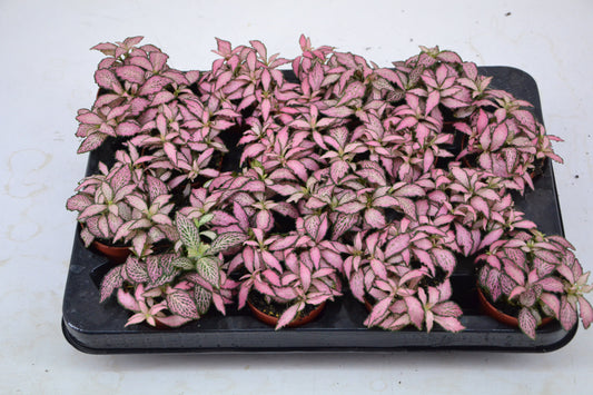 Fittonia Mosaic Pink Forest Flame 10cm 7cm Pot