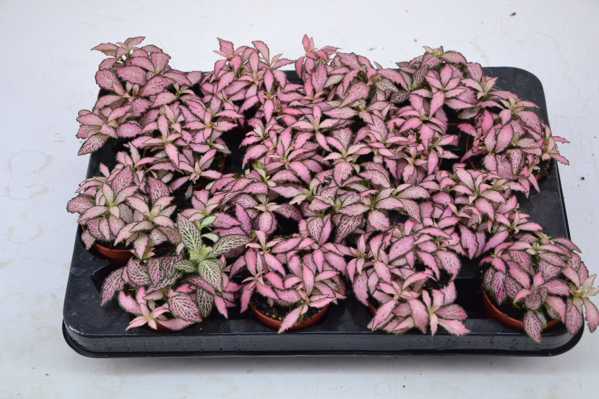 Fittonia Mosaic Pink Forest Flame 10cm 7cm Pot