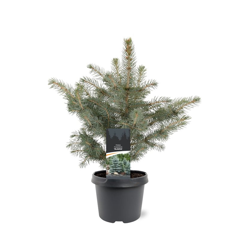 Picea pun. Glauca 35cm 19cm Pot