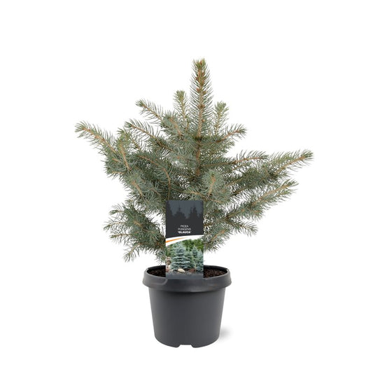 Picea pun. Glauca 35cm 19cm Pot