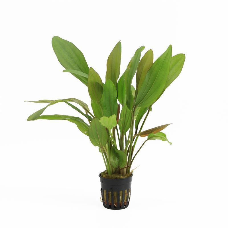 Aquarium plant mix 10cm 5cm Pot