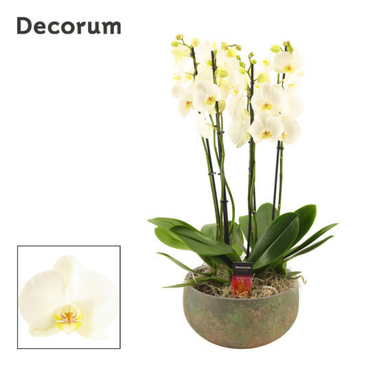 Phalaenopsis white 65cm 27cm Pot