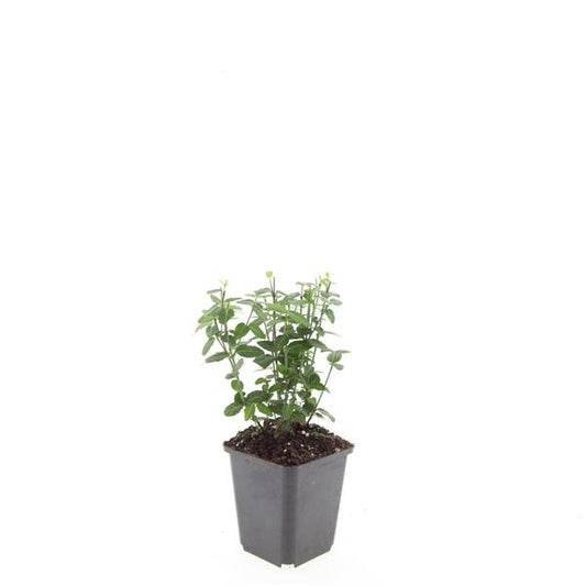 Euonymus Radicans 15cm 9cm Pot