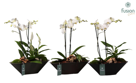 Zinken bootvorm pot met Phalaenopsis arrangement 55cm 35cm Pot
