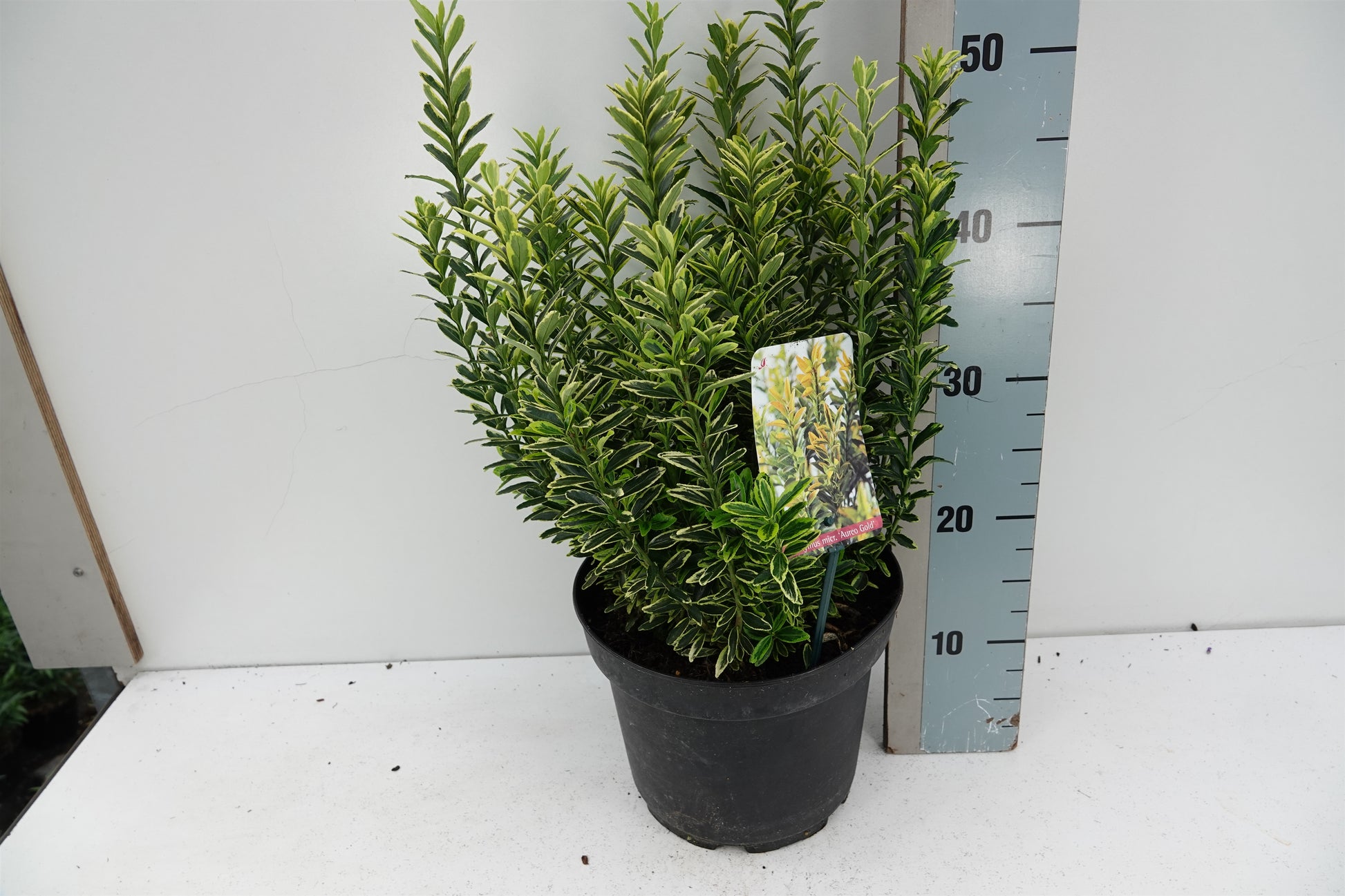Roessel Tuinpl. VOF, B. v. Euonymus japonicus Microphyllus Aureovariegatus Pack of 1