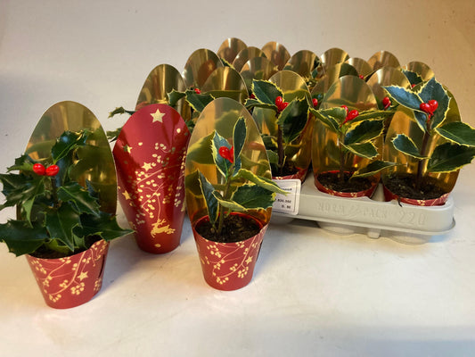Ilex Argentea Marginata 10cm 6cm Pot