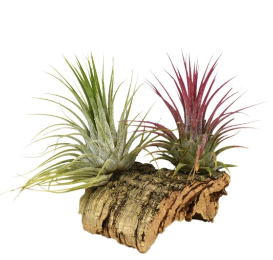 Tillandsia cyanea 10cm 10cm Pot