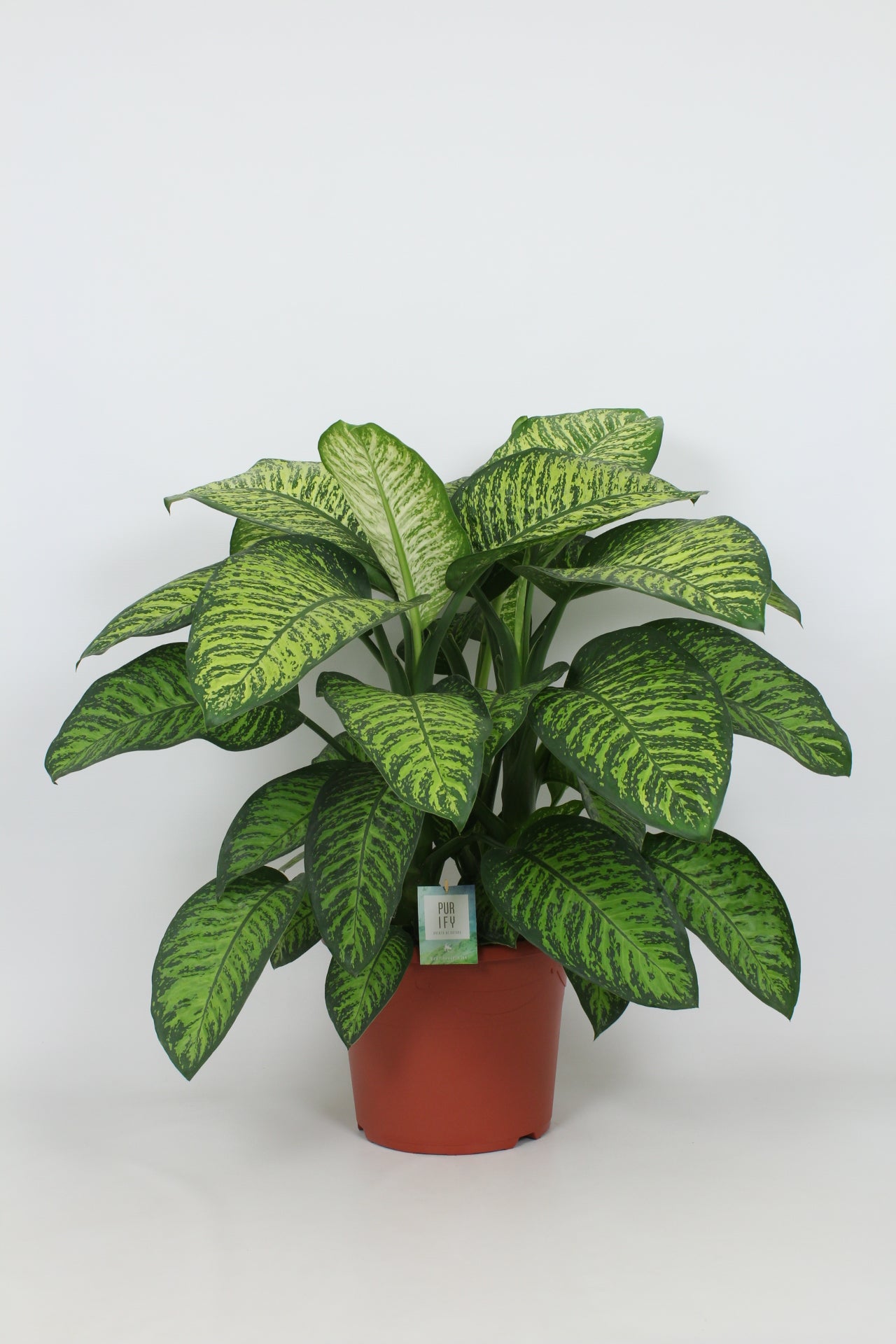 Dieffenbachia Tropic Jewel 100cm 35cm Pot