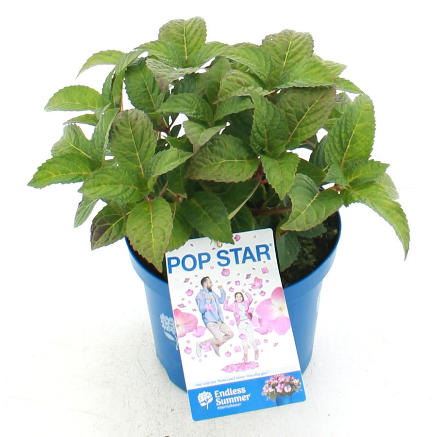 Hydrangea Endless Summer 35cm 20cm Pot