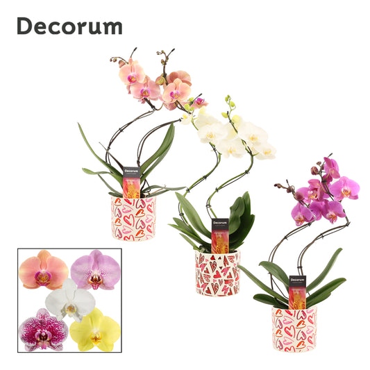 Phalaenopsis mix 50cm 12cm Pot