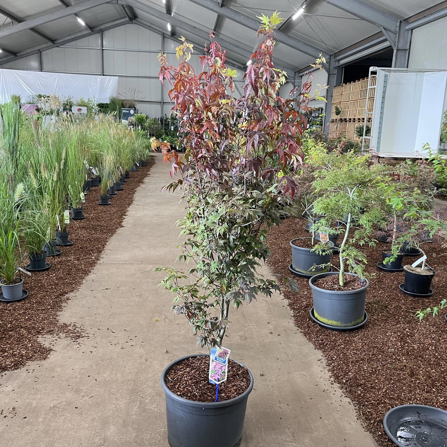 Acer Bloodgood 125cm 40cm Pot