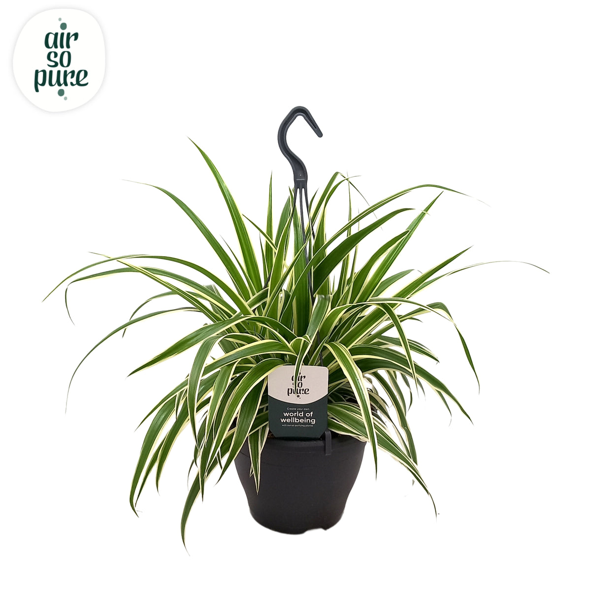 Chlorophytum Vittatum 50cm 19cm Pot
