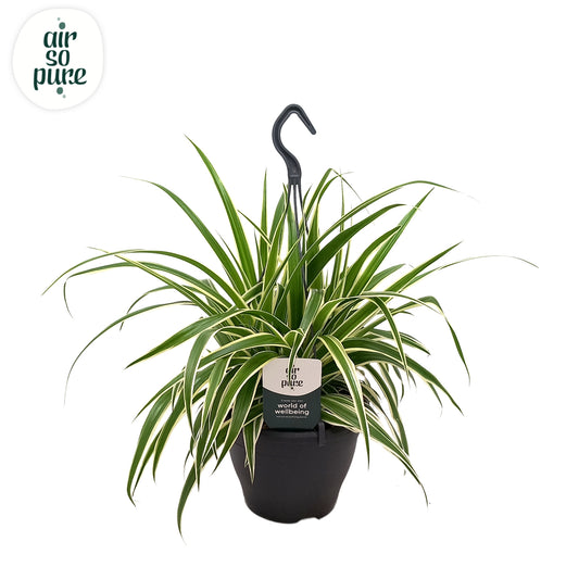 Chlorophytum Vittatum 50cm 19cm Pot