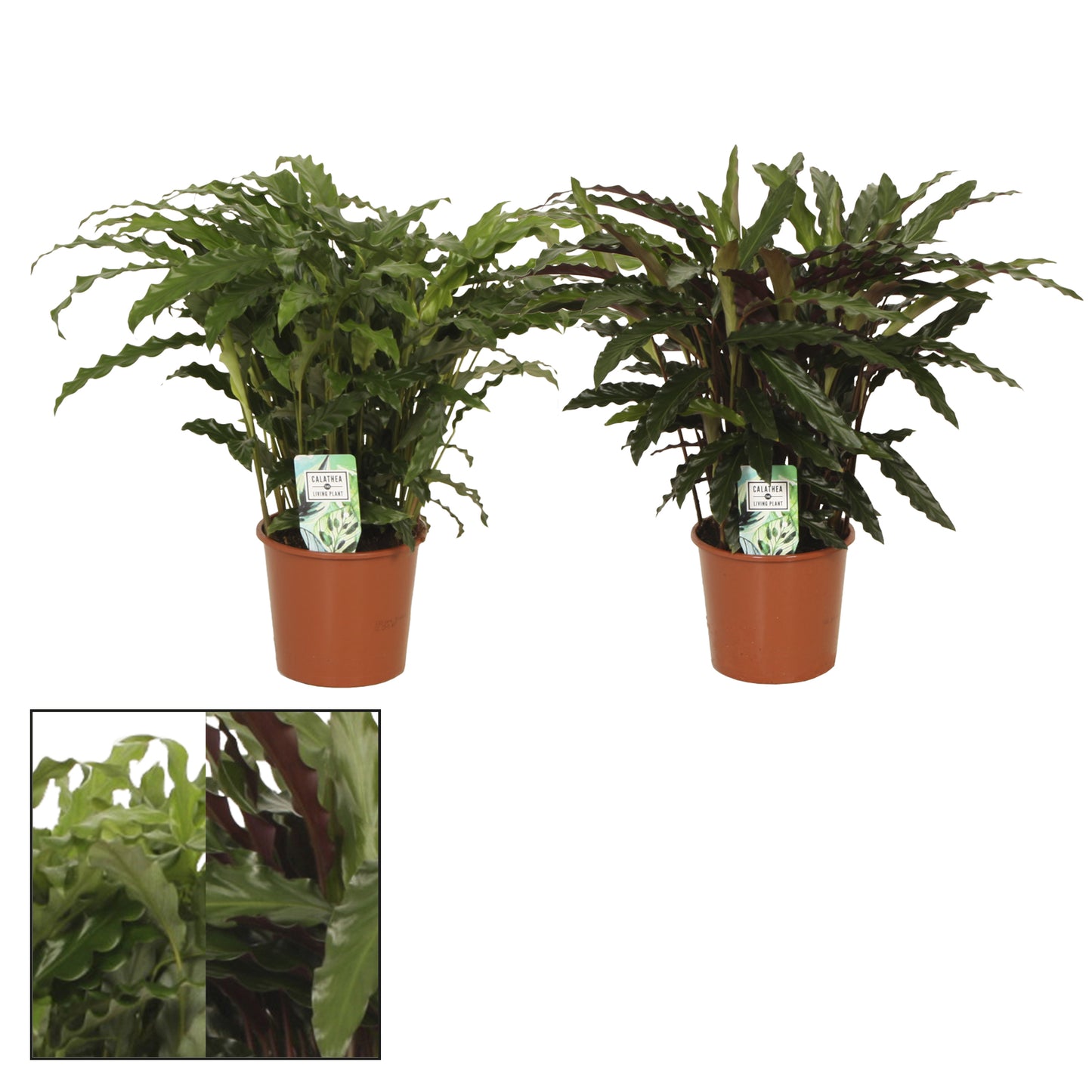 Calathea mix 65cm 17cm Pot