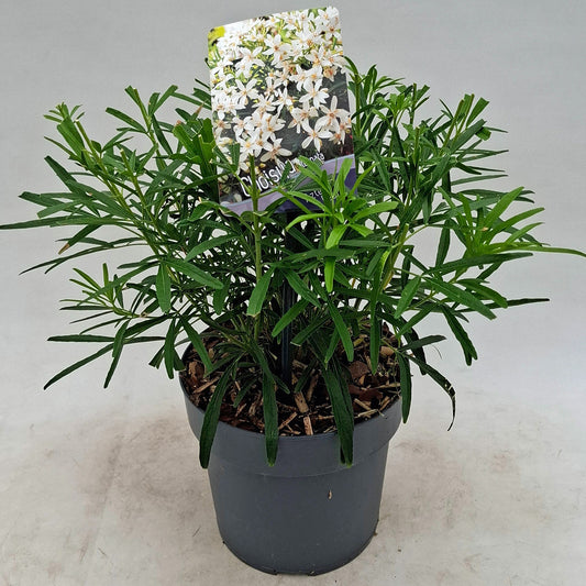 Choisya Aztec Pearl 20cm 17cm Pot