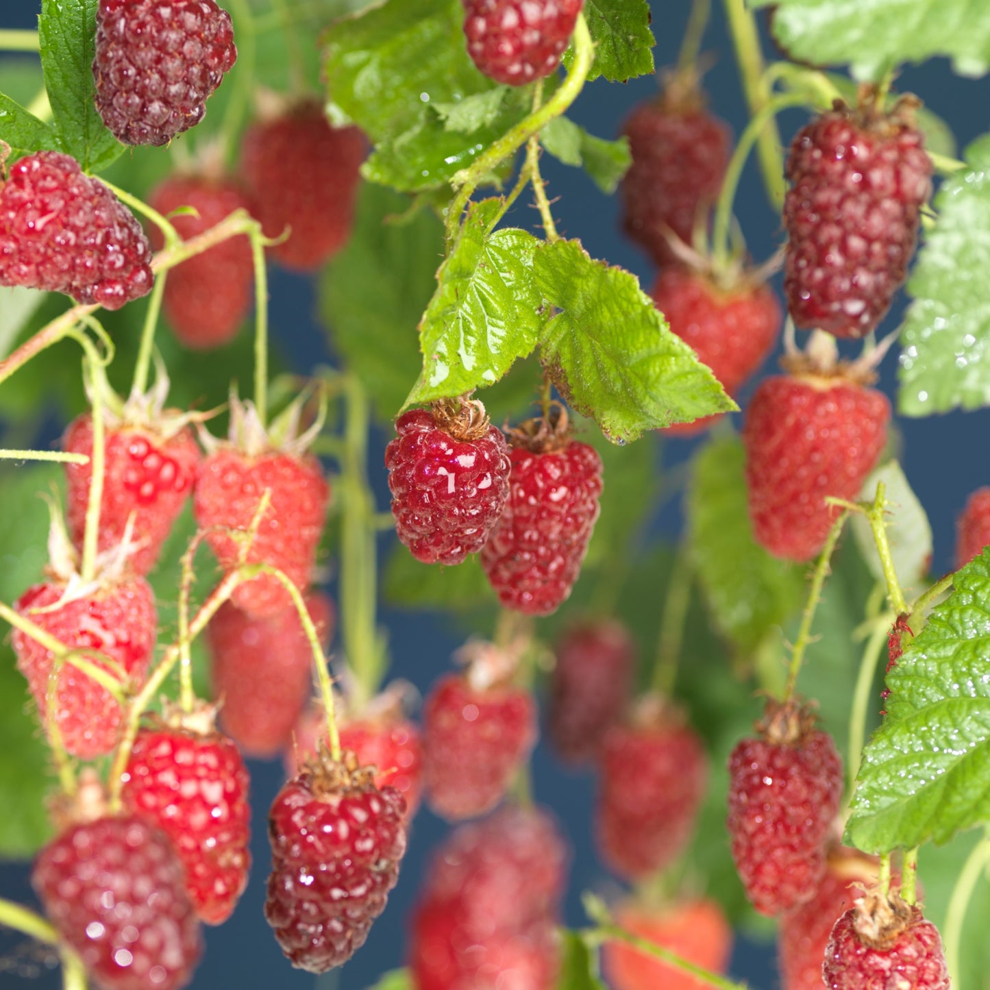 Rubus Tayberry (Raspberry x Blackberry hybrid) 65cm 15cm Pot