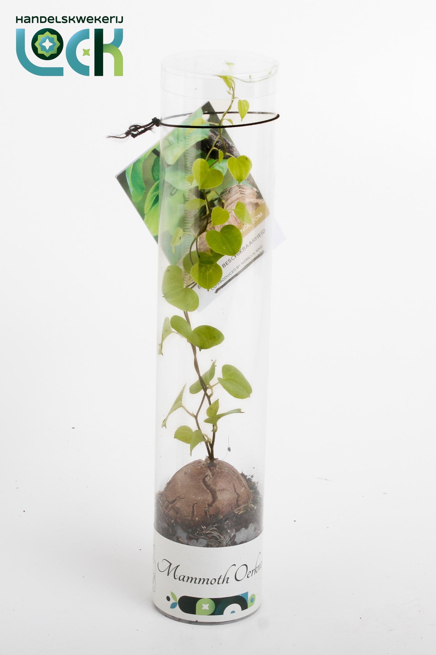 Dioscorea elephantipes 10cm 5.5cm Pot
