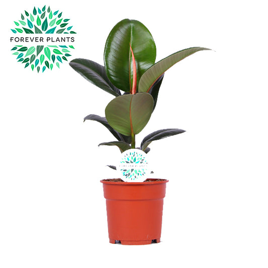 Ficus Robusta 50cm 17cm Pot