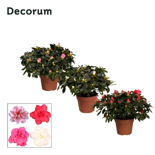 Rhododendron simsii mix 30cm 14cm Pot