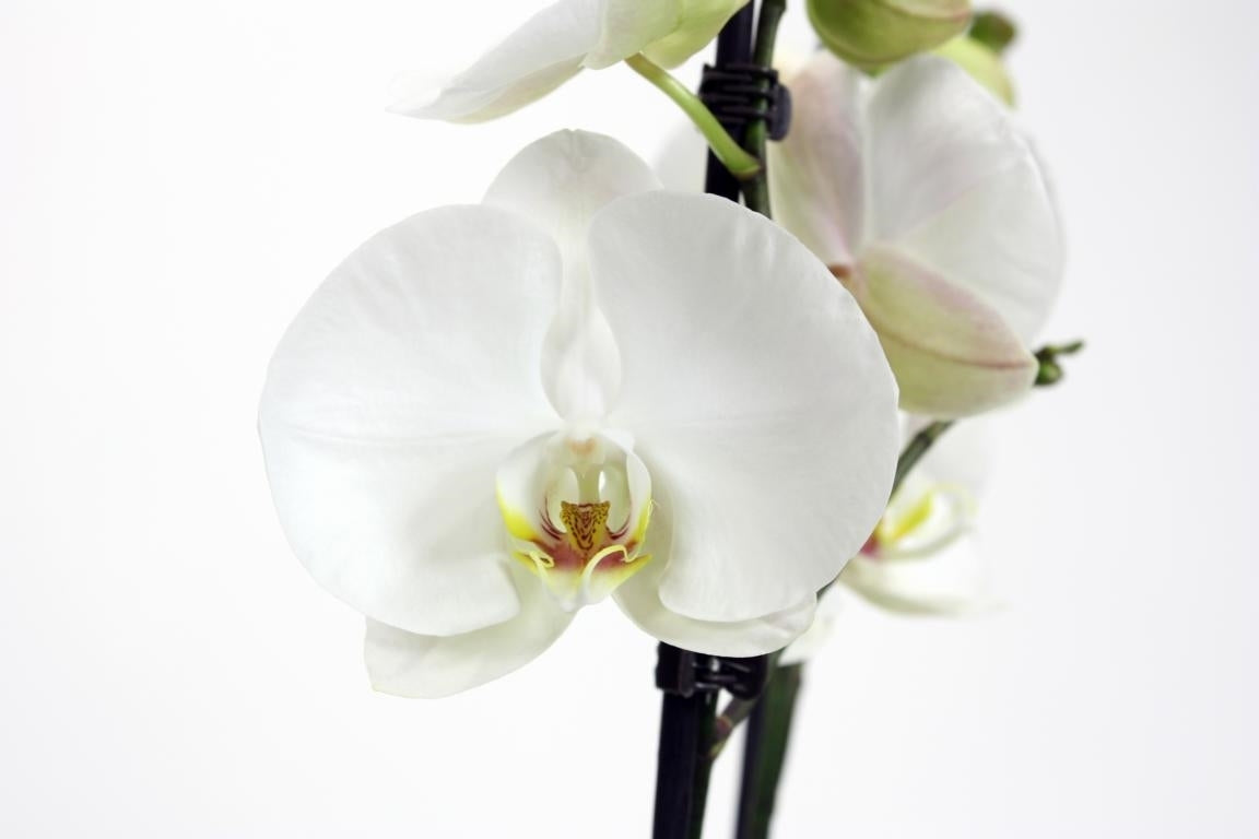 Phalaenopsis Premium 70cm 12cm Pot