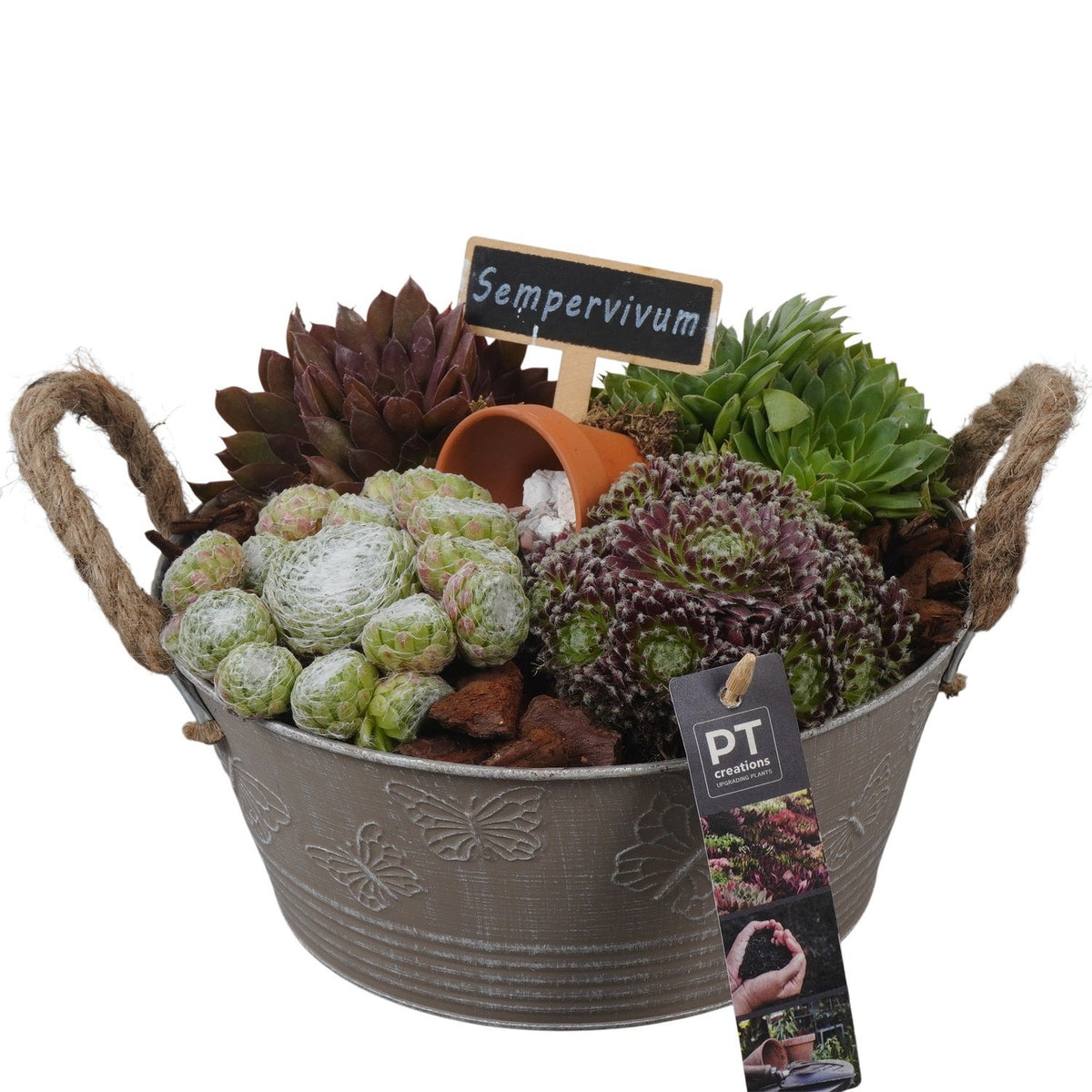 arr. Sempervivum 17cm 23cm Pot