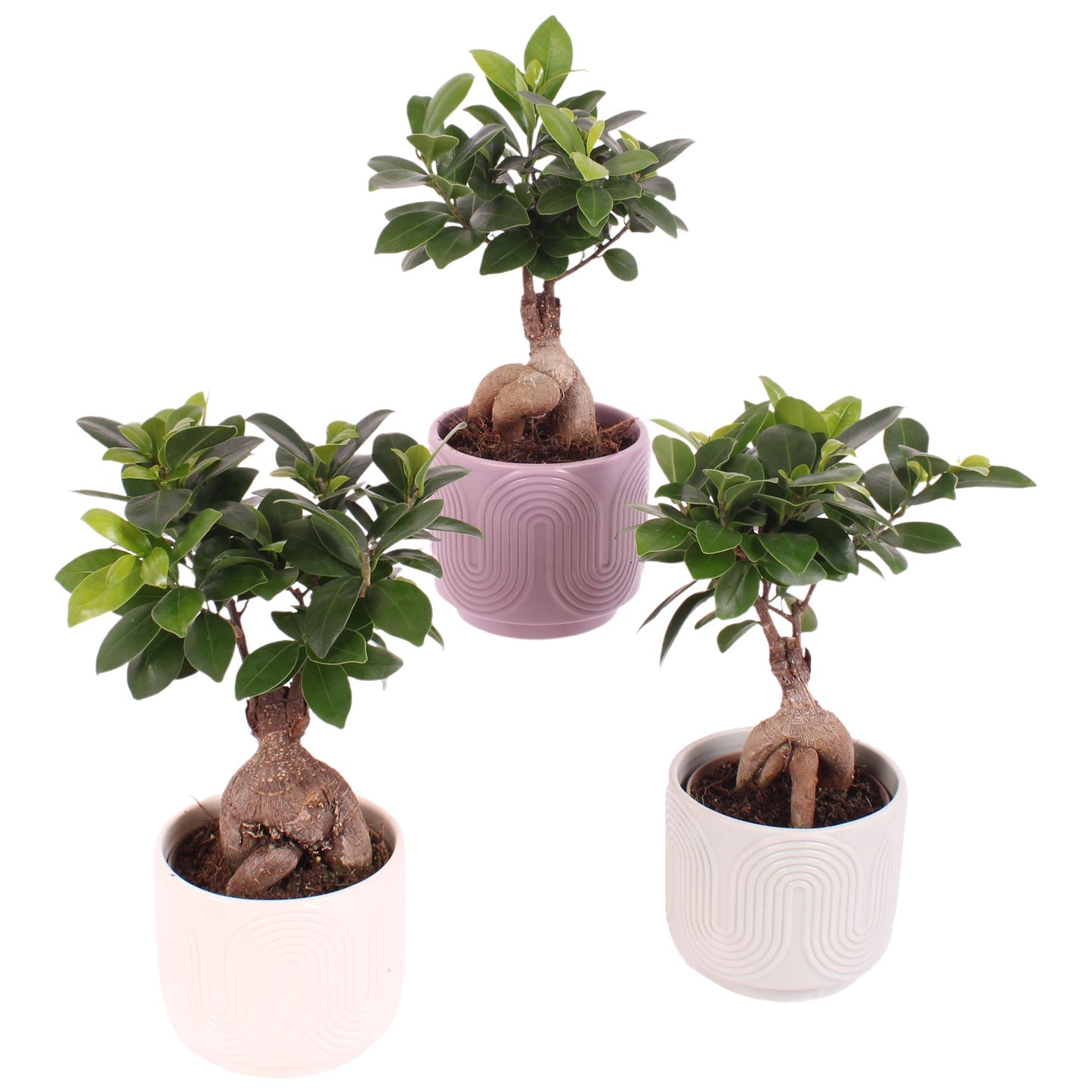 Ficus Ginseng 30cm 11cm Pot