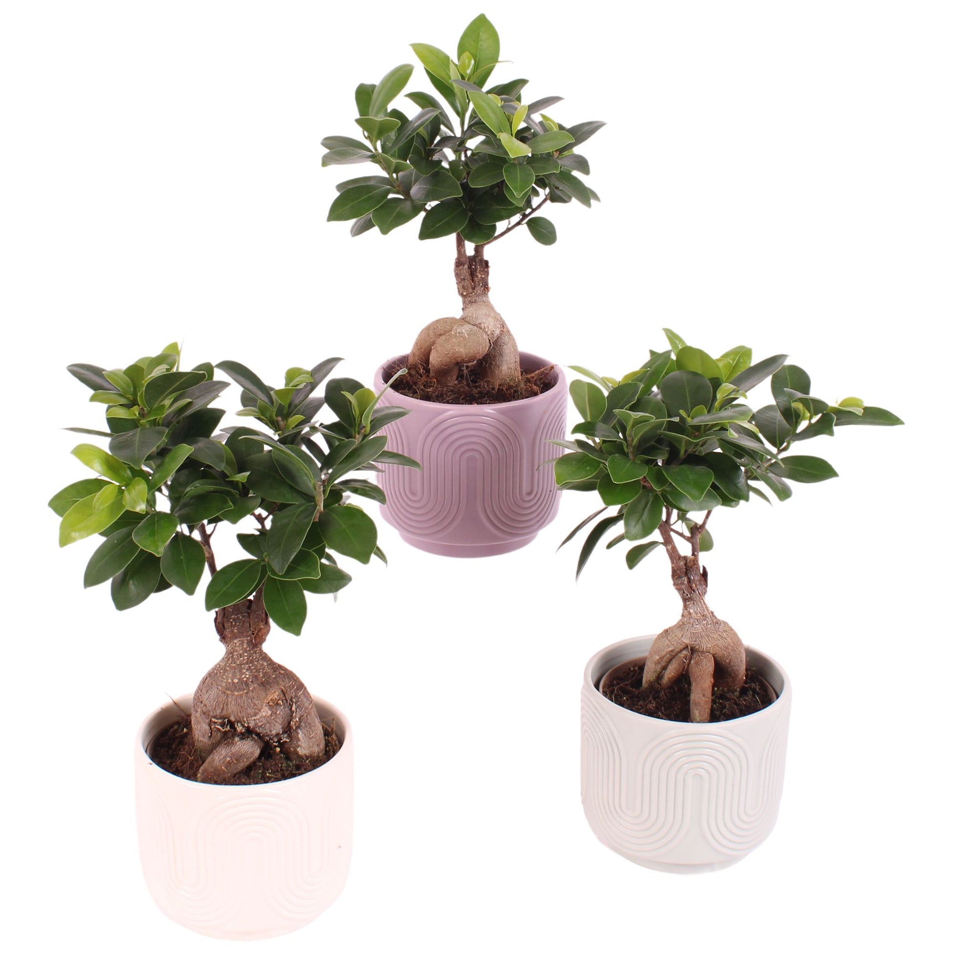 Ficus Ginseng 30cm 11cm Pot