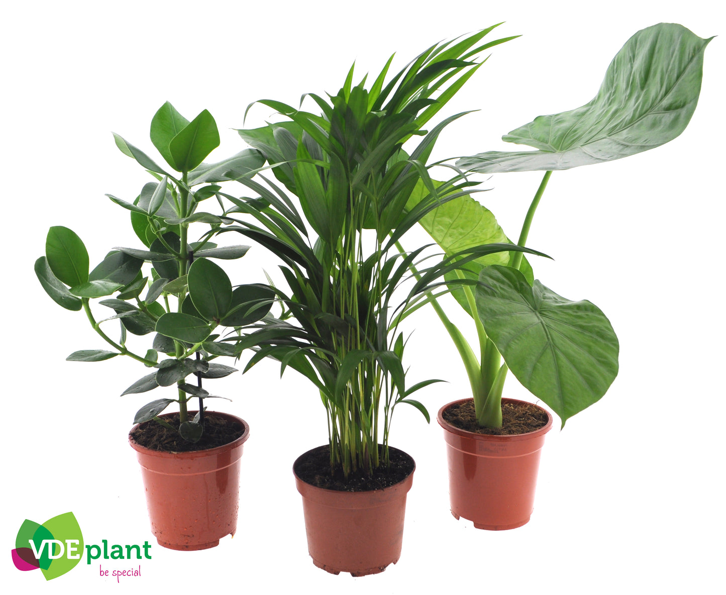 Foliage houseplants mix 50cm 17cm Pot