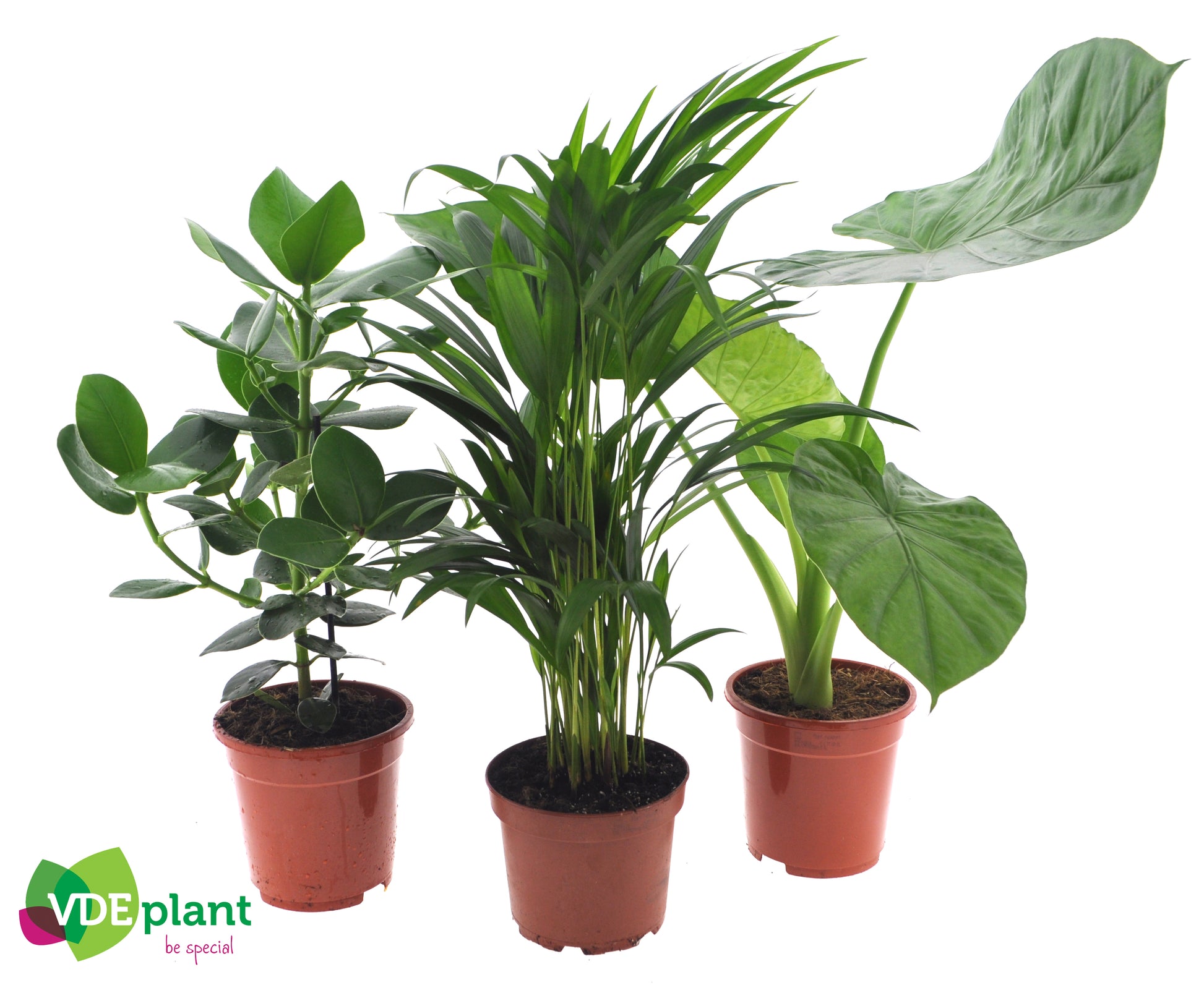 Foliage houseplants mix 50cm 17cm Pot