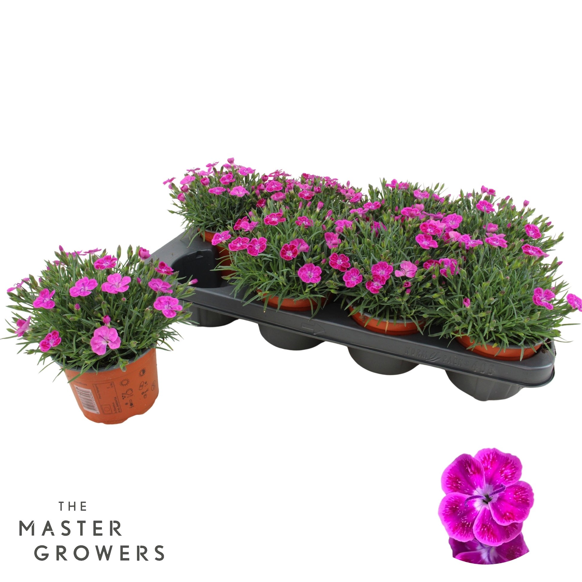 Dianthus Pillow Purple 25cm 12cm Pot