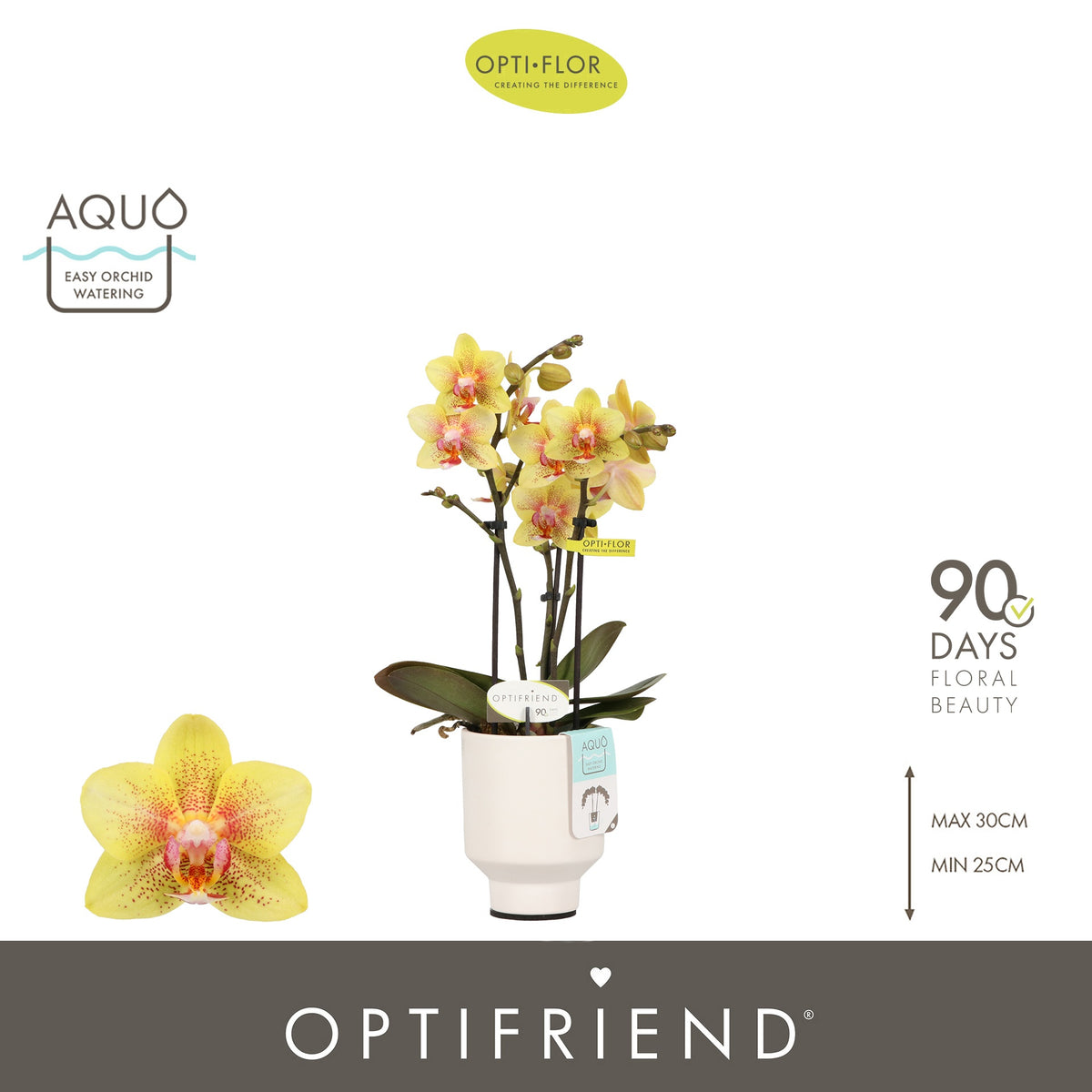 Phalaenopsis Orange 25cm 7cm Pot