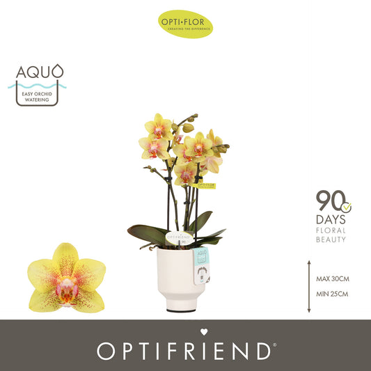 Phalaenopsis Orange 25cm 7cm Pot