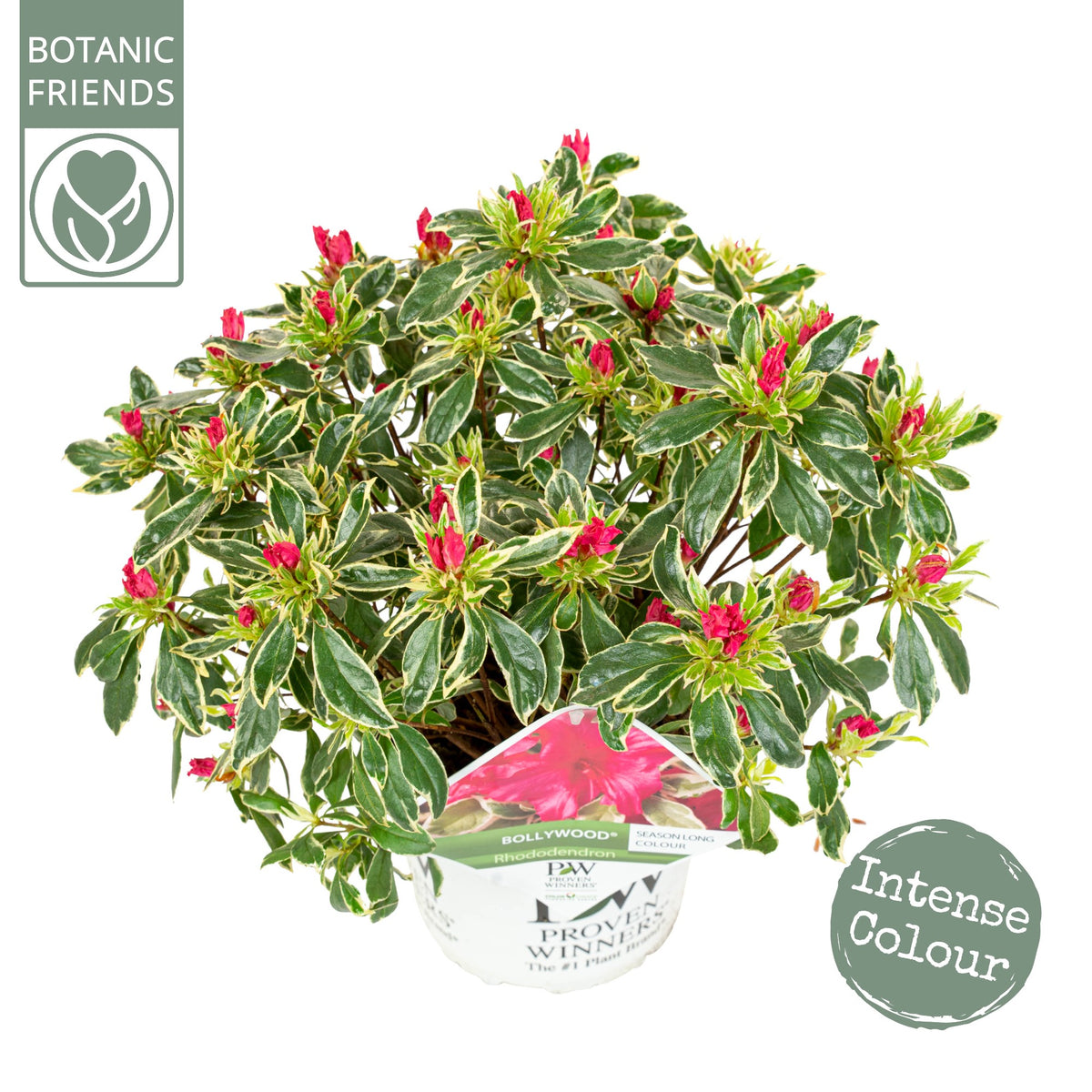 Rhododendron hippophaeoides 45cm 19cm Pot