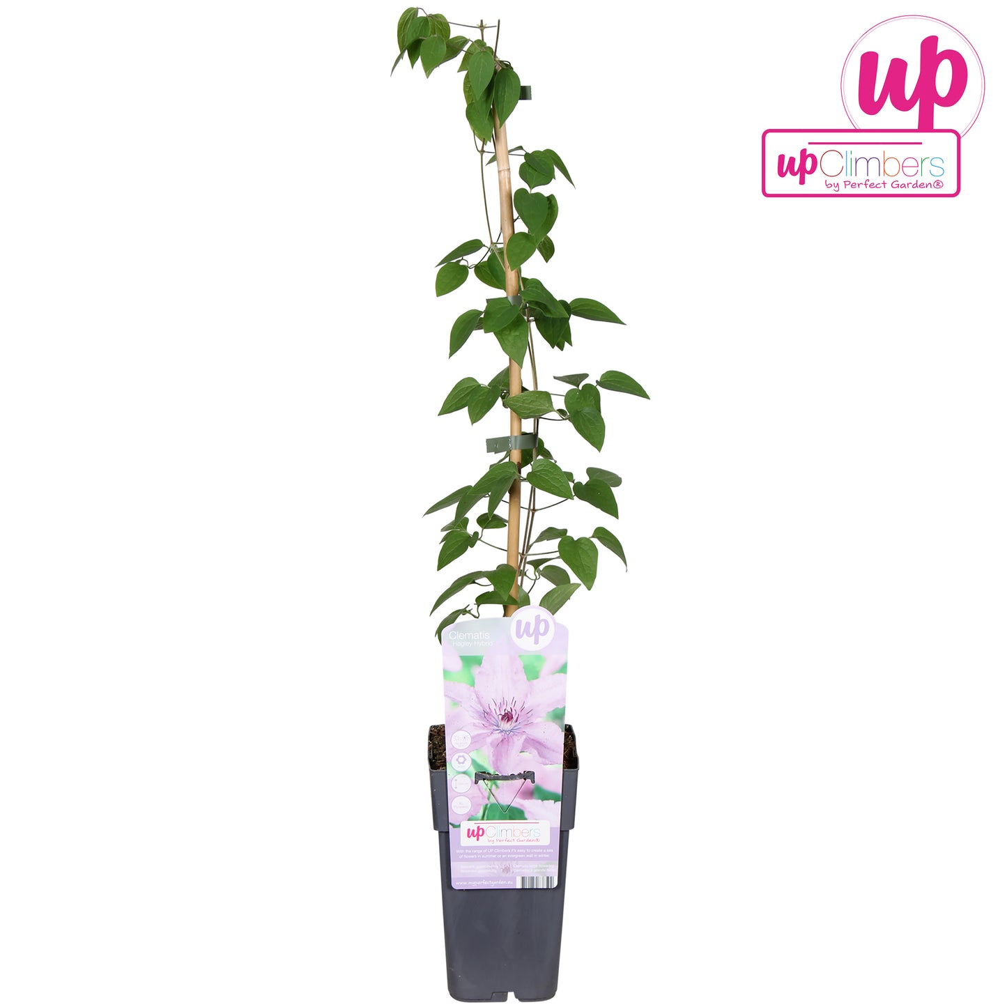 Clematis Hagley Hybrid 65cm 15cm Pot