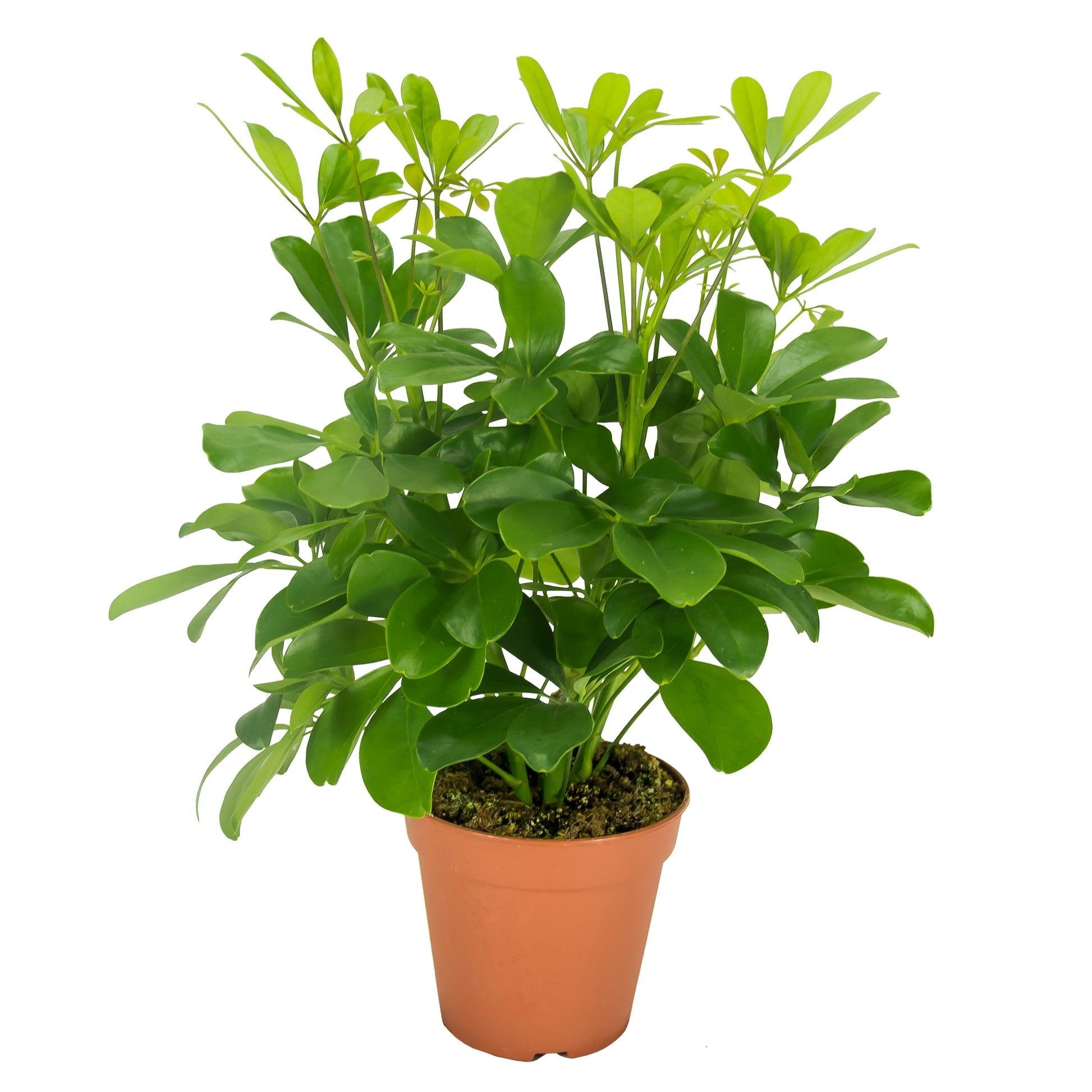 Schefflera Nora 35cm 13cm Pot