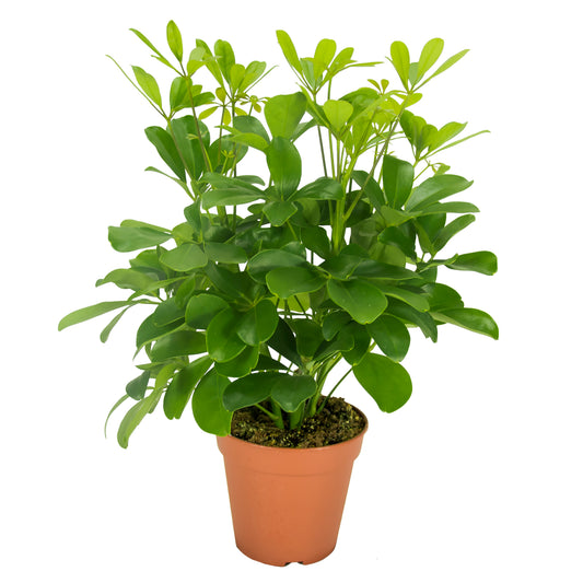 Schefflera Nora 35cm 13cm Pot