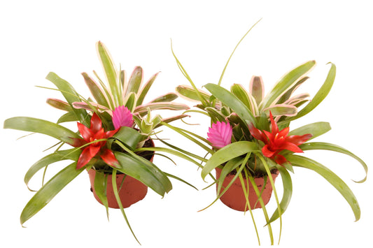 Bromelia mix 20cm 510cm Pot
