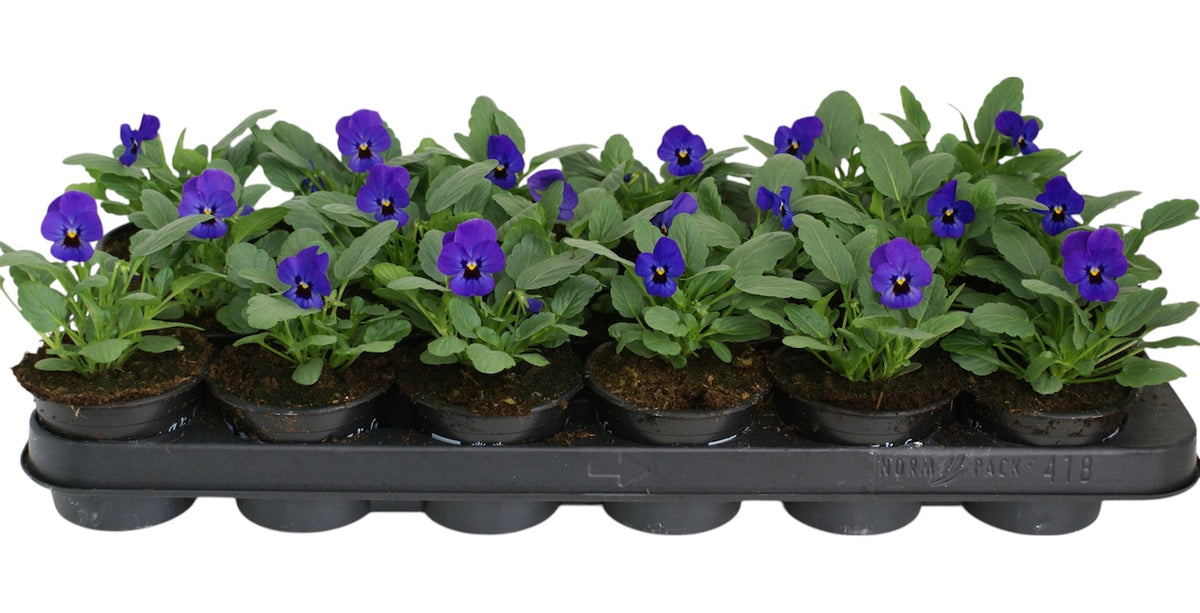 Viola cornuta blue + eye 12cm 9cm Pot