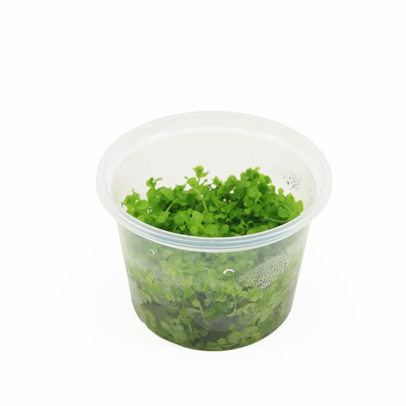 Waterplkw R. Moerings Micranthemum micrantemoides Pack of 3