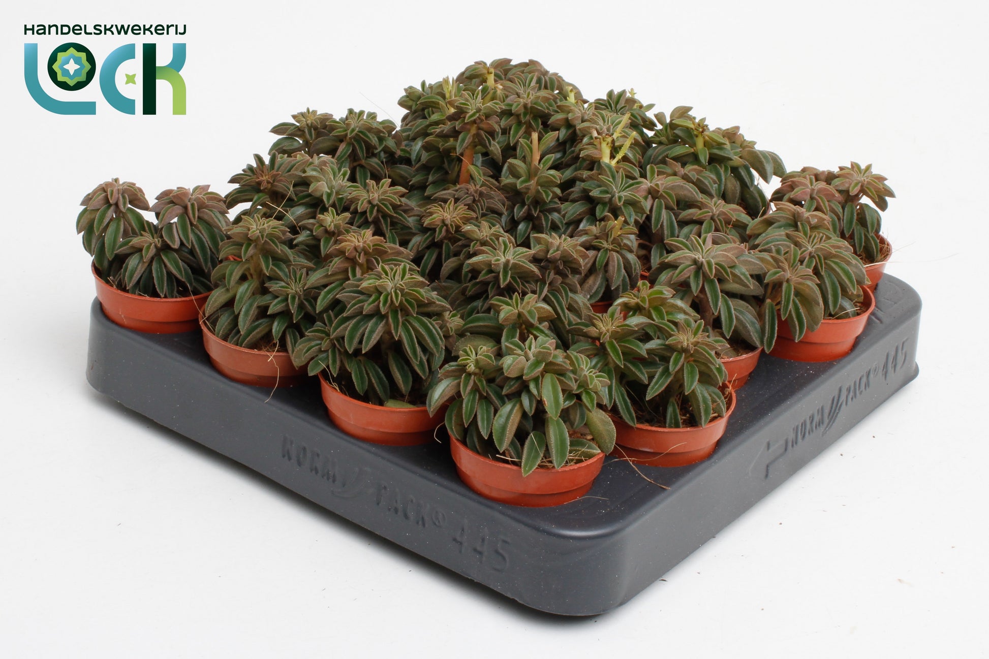 Peperomia Silver Spark tanz 10cm 5.5cm Pot