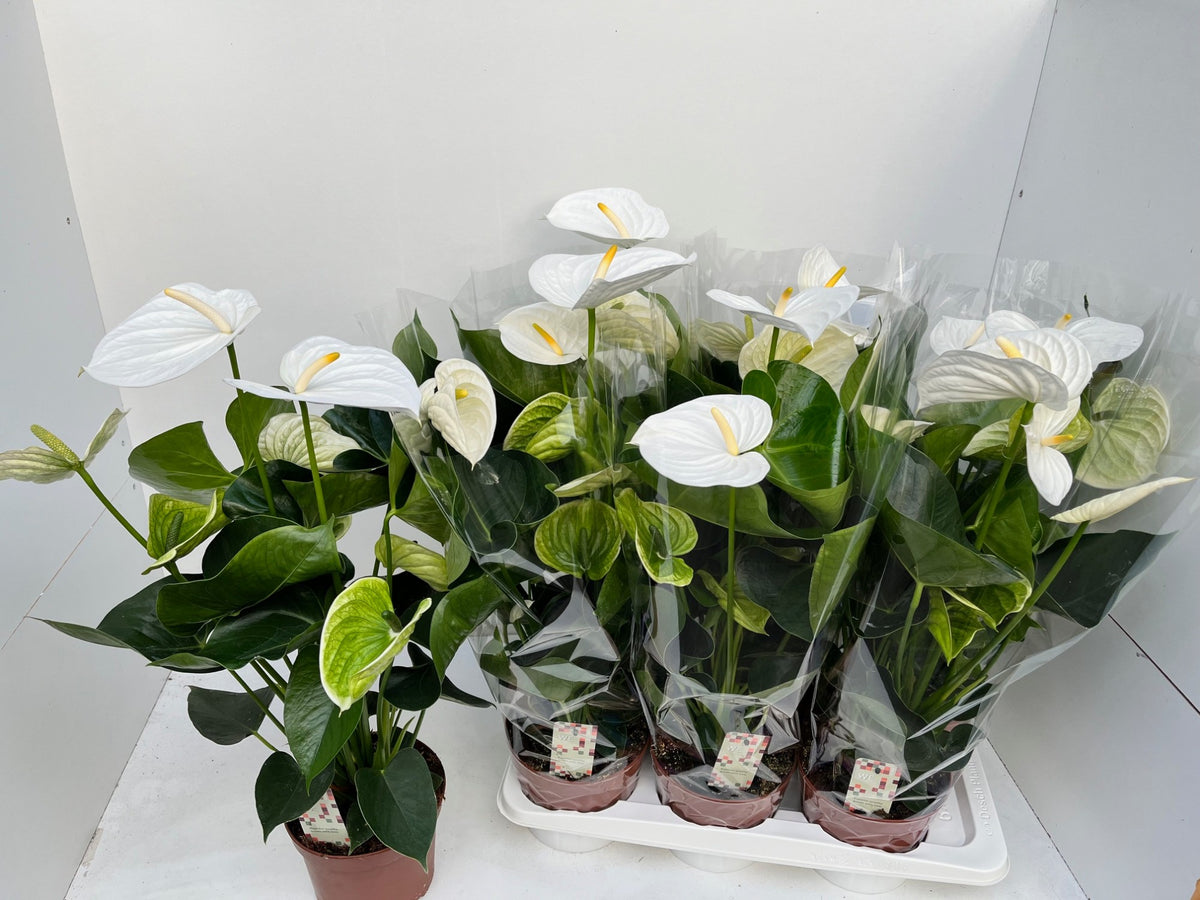 Anthurium Alpine 60cm 17cm Pot