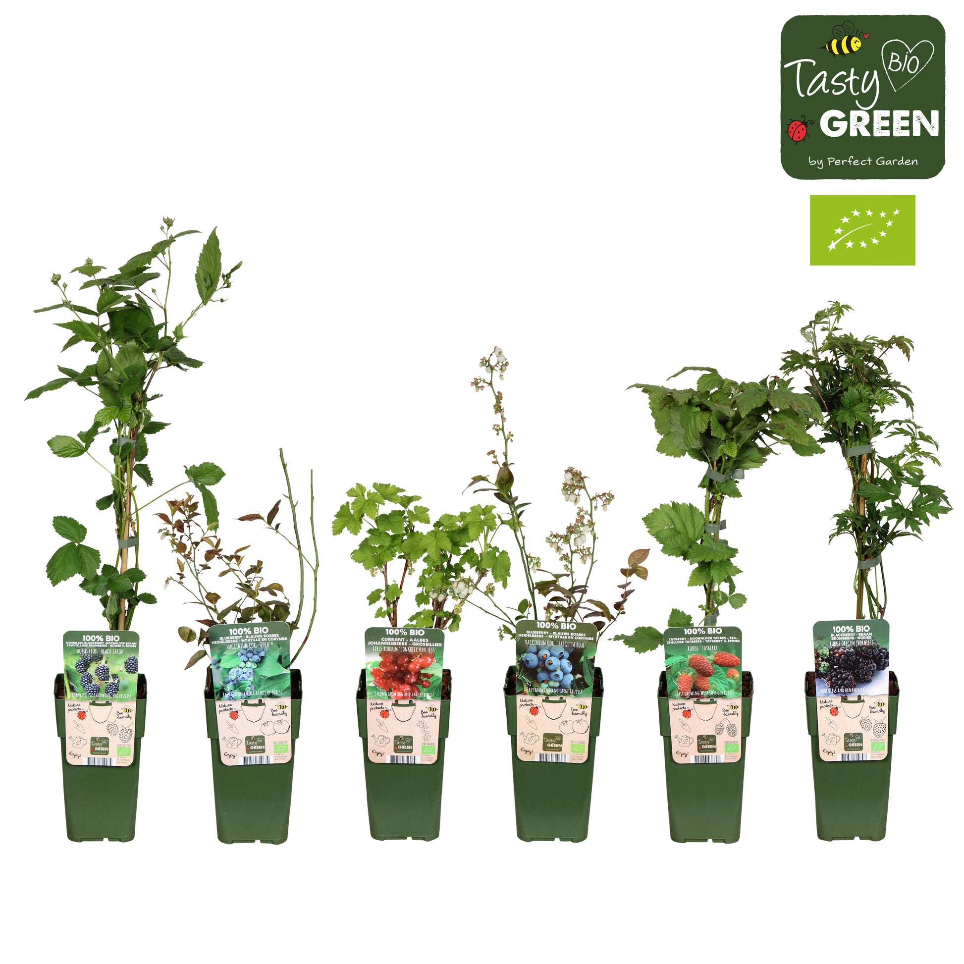 Fruit/Shrub Climber mix 50cm 15cm Pot