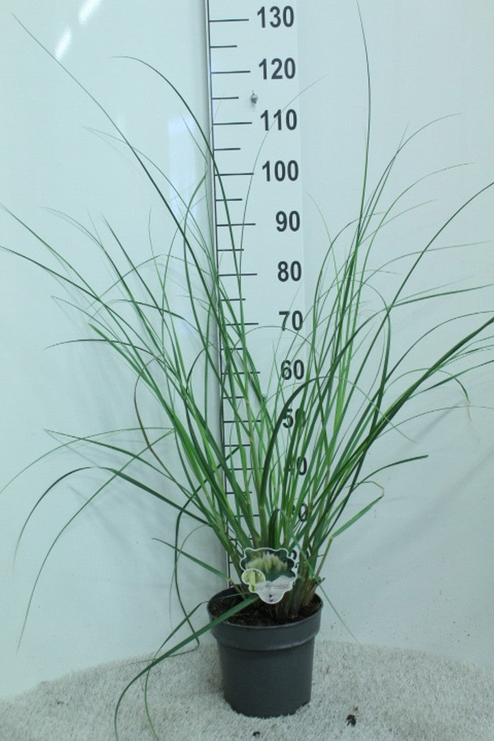 Cortaderia sellona Pumila 110cm 23cm Pot