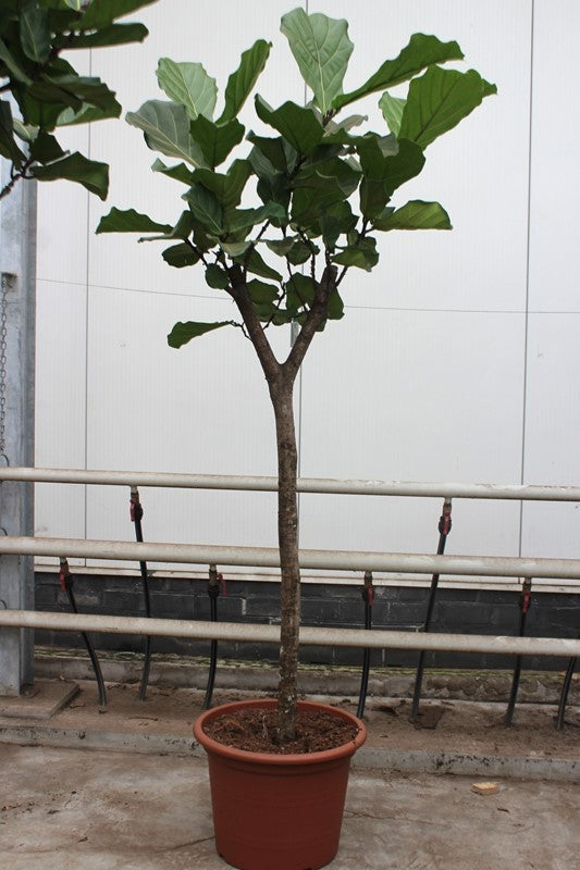 Ficus lyrata 250cm 55cm Pot